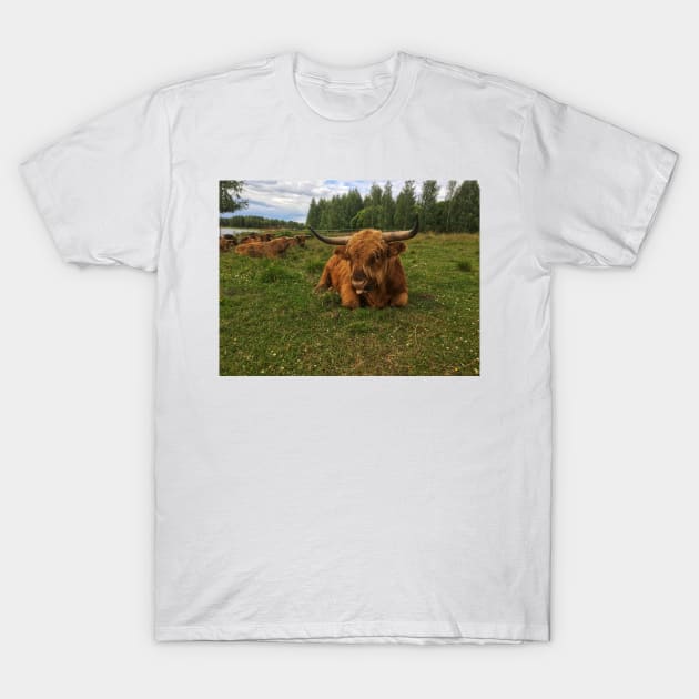 Scottish Highland Cattle Bulls 2037 T-Shirt by SaarelaHighland